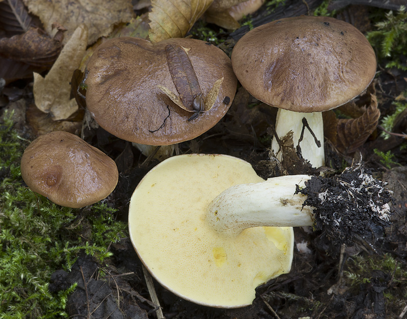 Suillus collinitus